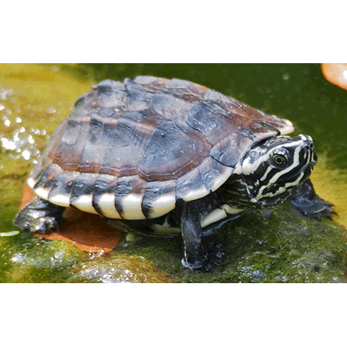  Род Малайские черепахи  фото