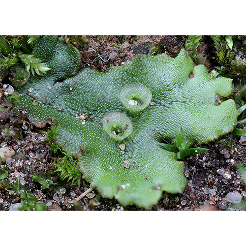 Печёночные мхи (Marchantiophyta) | LifeCatalog