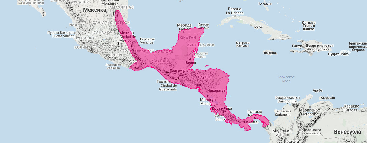 Мексиканский опоссум (Marmosa mexicana) Ареал обитания на карте