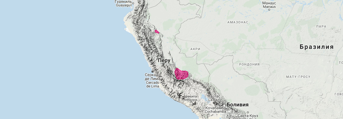 Перуанский мышевидный опоссум (Marmosa quichua) Ареал обитания на карте