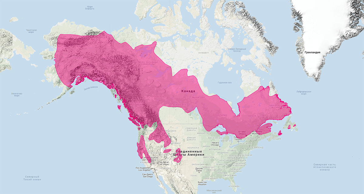 Американская куница (Martes americana) Ареал обитания на карте