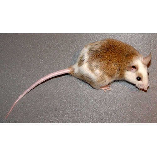 Род Многососковые мыши  фото
