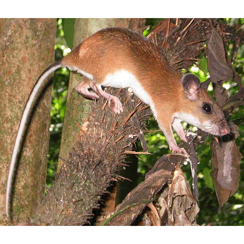 Род Восточные колючие крысы  фото