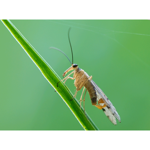 Отряд Скорпионовые мухи / Скорпионницы фото