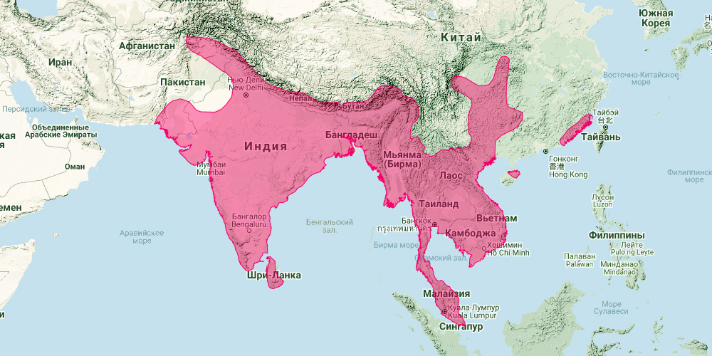 Индийский ложный вампир (Megaderma lyra) Ареал обитания на карте