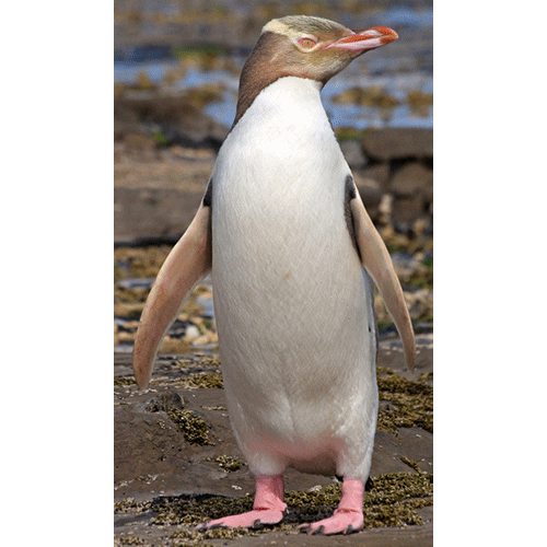  Род Великолепные пингвины  фото