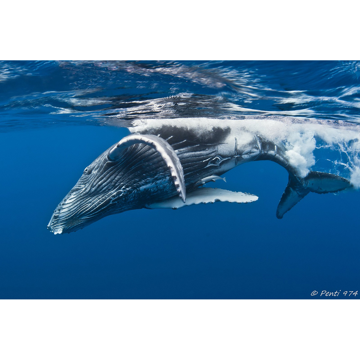 Горбатый кит (Megaptera novaeangliae) Фото №9