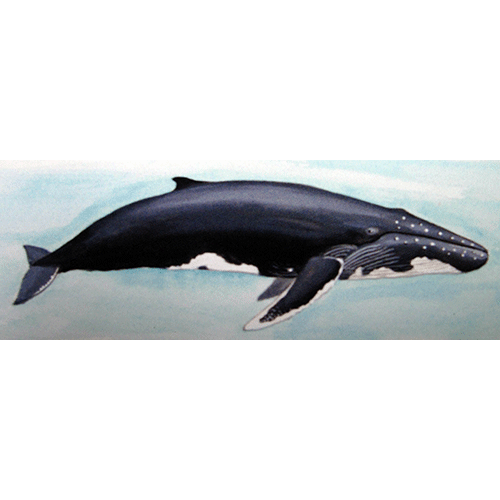Род Горбатые киты  фото