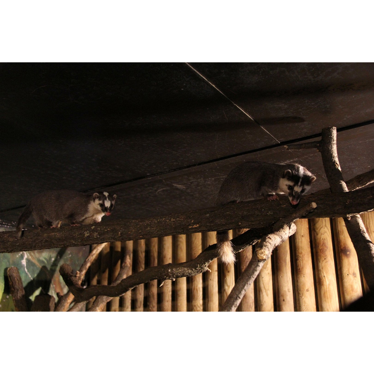 Восточный барсук (Melogale orientalis) Фото №8