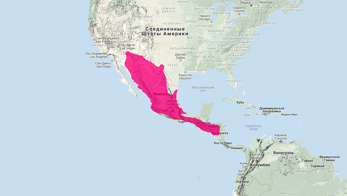 Мексиканский скунс (Mephitis macroura) Ареал обитания на карте