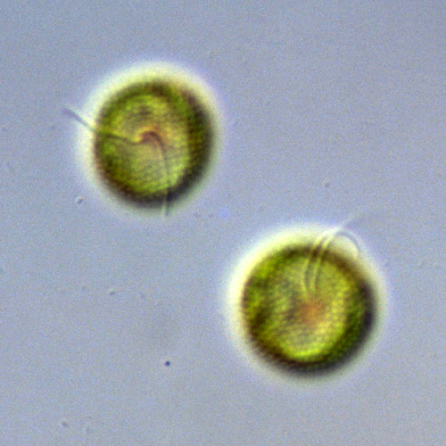 Класс Мезостигмофициевые водоросли фото