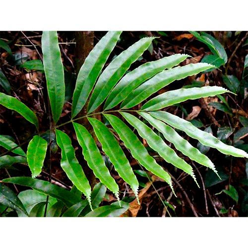 Семейство Metaxyaceae фото
