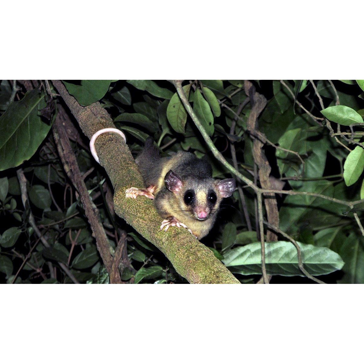 Парагвайский Мышиный Опоссум (Micoureus paraguayanus) Фото №9