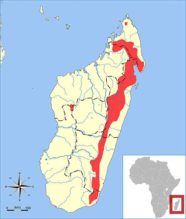 Microgale cowani Ареал обитания на карте