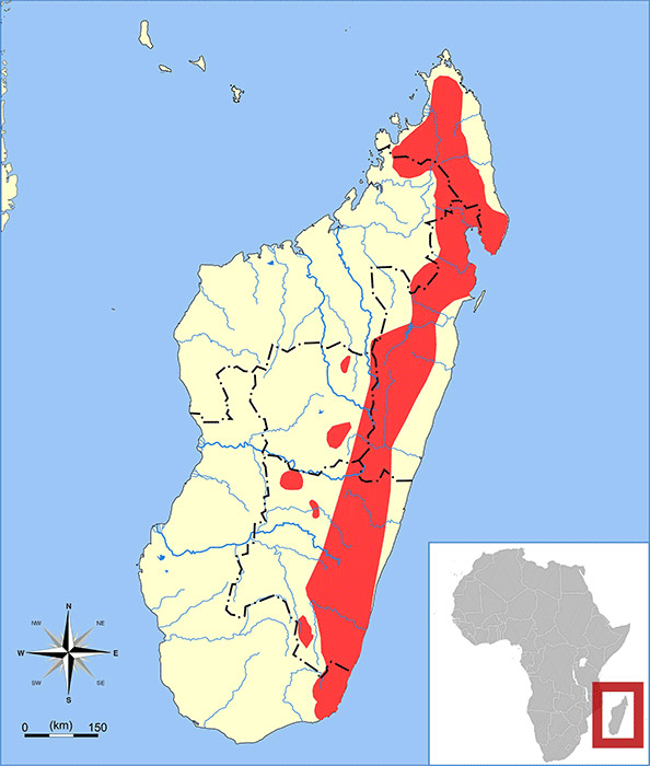 Microgale dobsoni Ареал обитания на карте