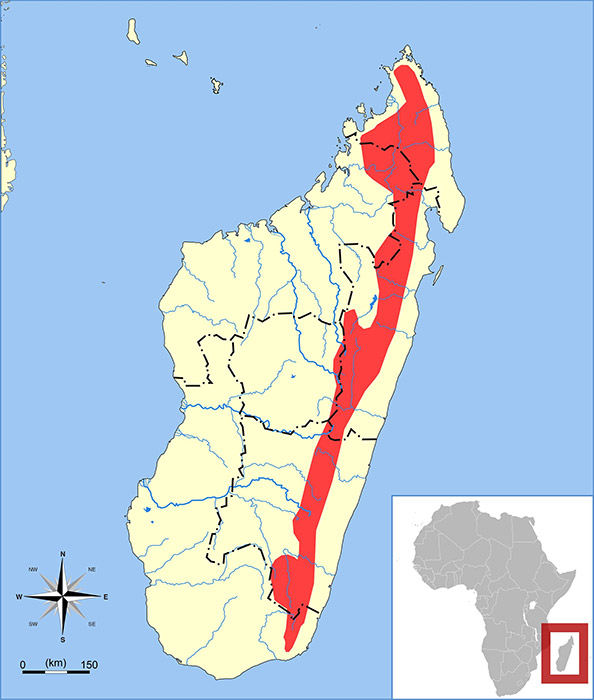 Microgale drouhardi Ареал обитания на карте