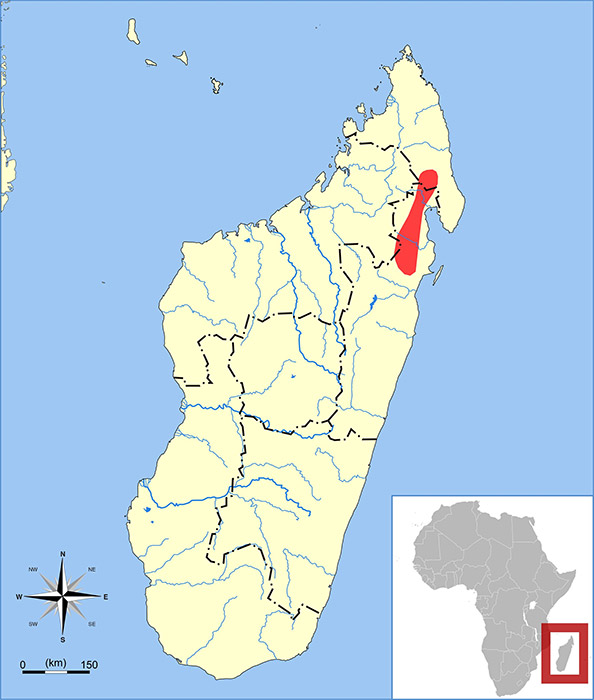 Microgale dryas Ареал обитания на карте