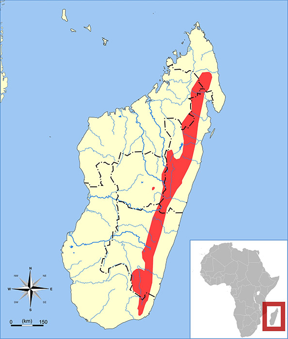 Microgale gracilis Ареал обитания на карте
