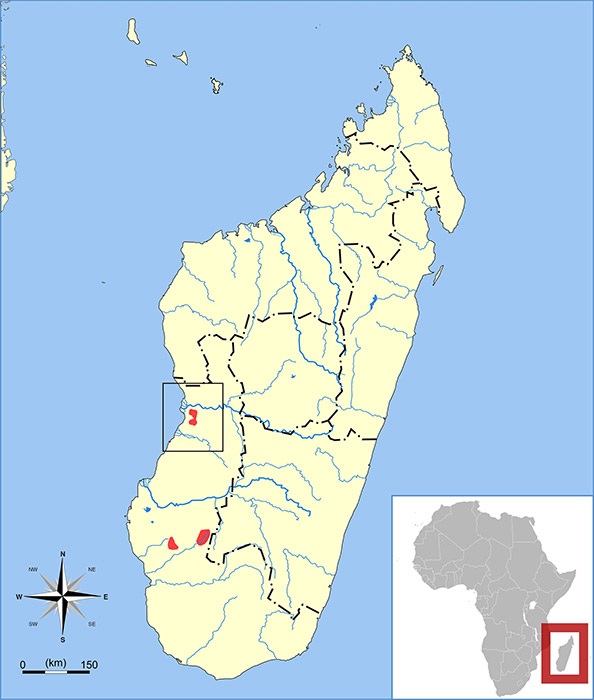 Microgale nasoloi Ареал обитания на карте