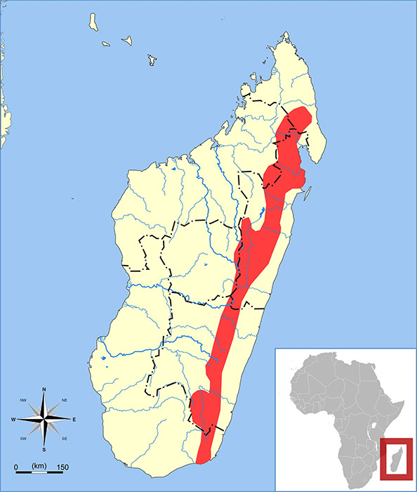 Microgale principula Ареал обитания на карте