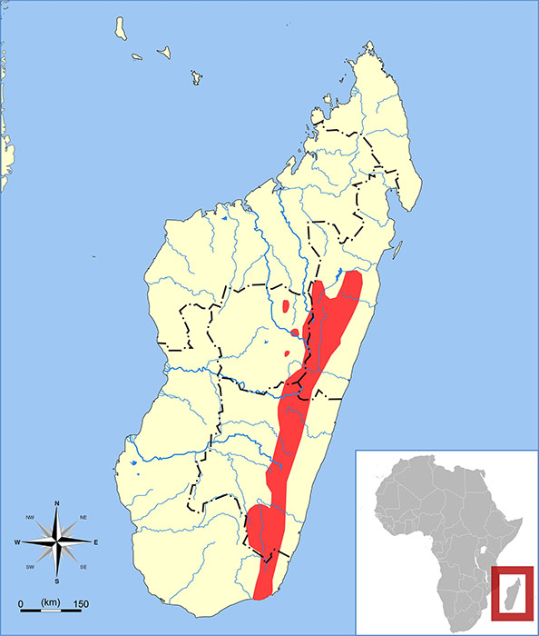 Microgale pusilla Ареал обитания на карте