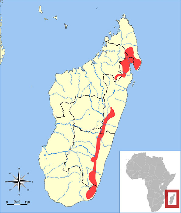 Microgale taiva Ареал обитания на карте