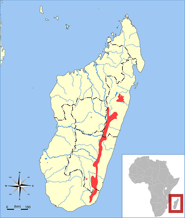 Microgale thomasi Ареал обитания на карте
