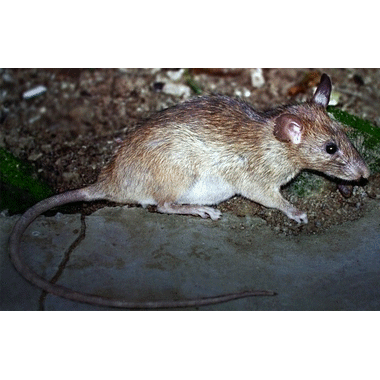Род Азиатские мягкошёрстные крысы  фото