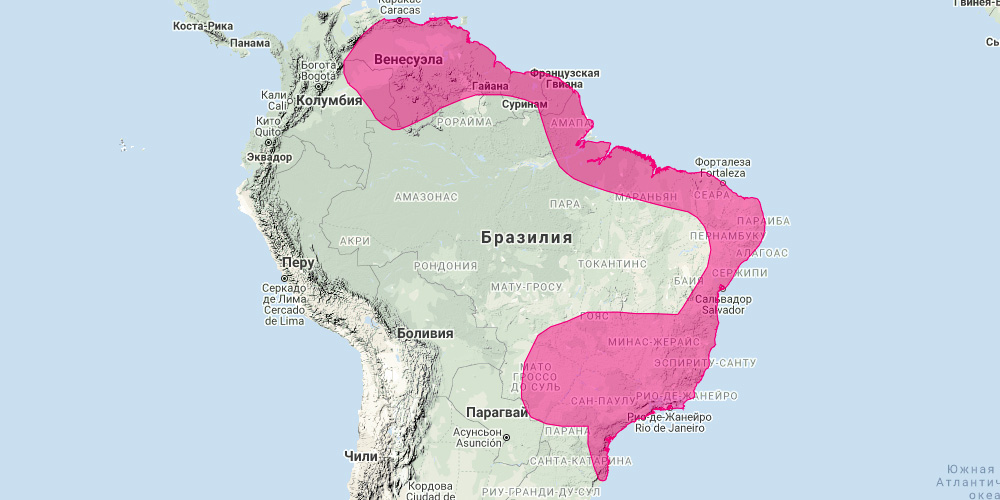Копьенос Беннетта (Mimon bennettii) Ареал обитания на карте