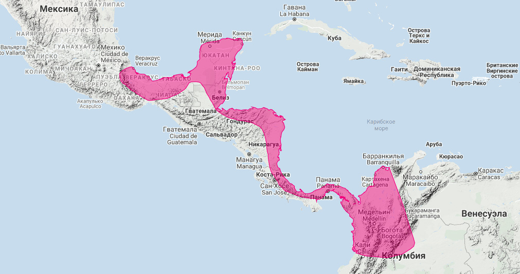 Косумельский копьенос (Mimon cozumelae) Ареал обитания на карте