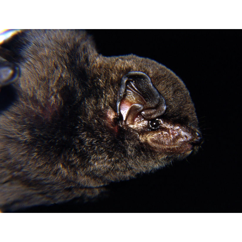 Glen's Long Fingered Bat (Miniopterus gleni) Фото №6