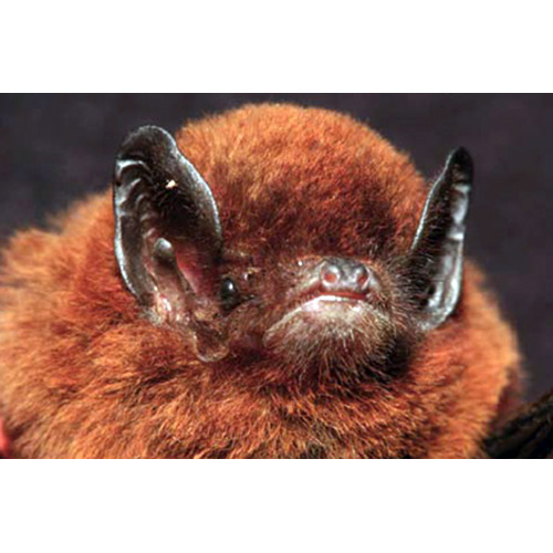 Comoro Long Fingered Bat (Miniopterus griveaudi) Фото №2