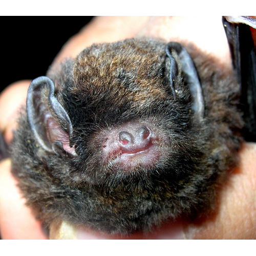 Western Long-Fingered Bat (Miniopterus magnater) Фото №2