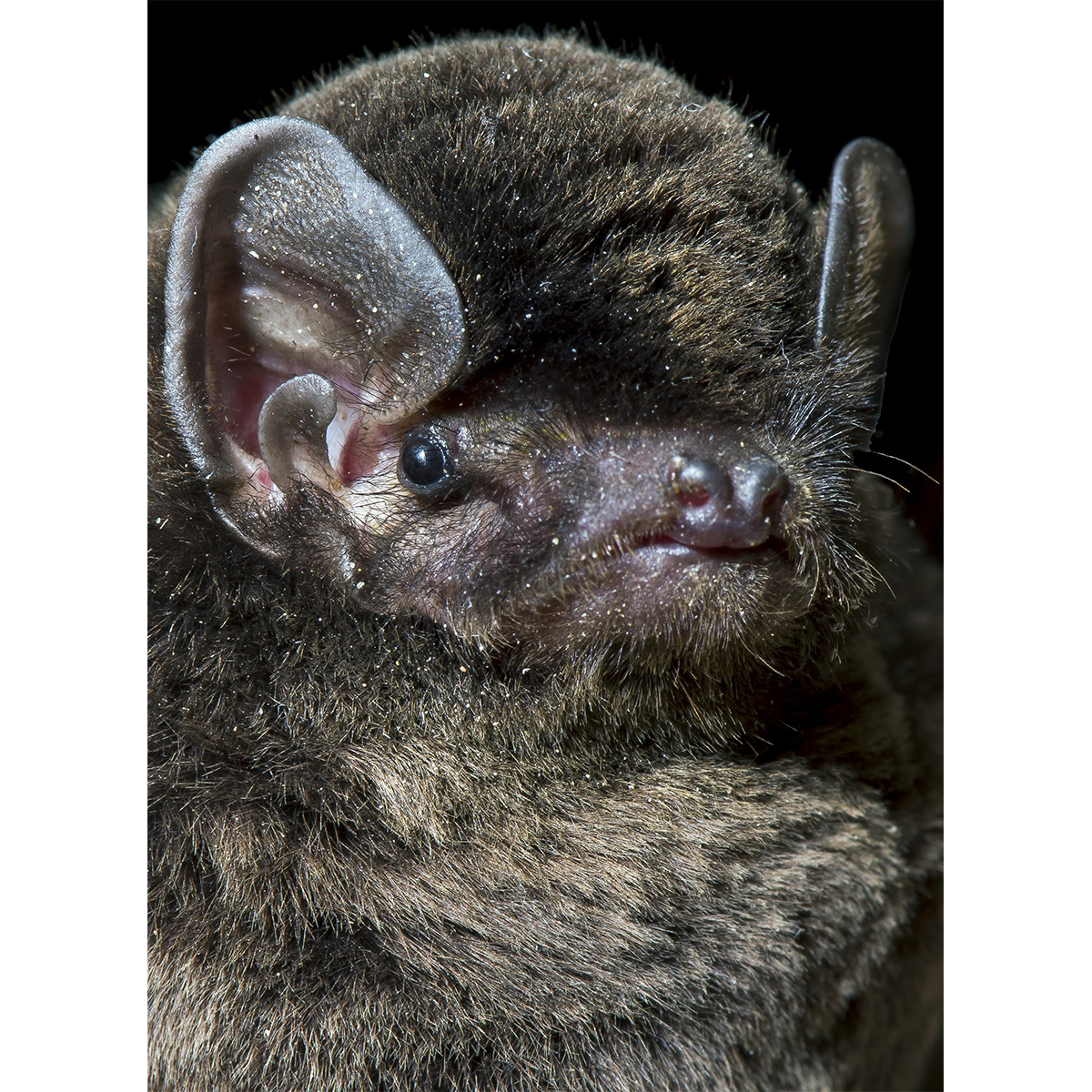 Western Long-Fingered Bat (Miniopterus magnater) Фото №3