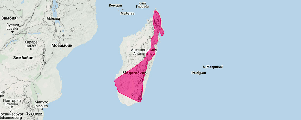 Большой длиннокрыл (Miniopterus majori) Ареал обитания на карте