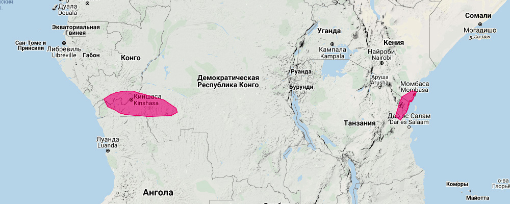 Африканский малый длиннокрыл (Miniopterus minor) Ареал обитания на карте