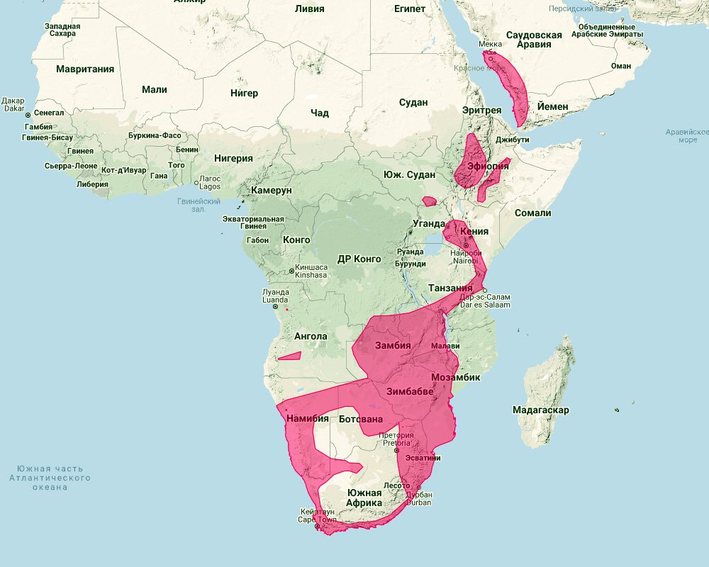 Натальский длиннокрыл (Miniopterus natalensis) Ареал обитания на карте