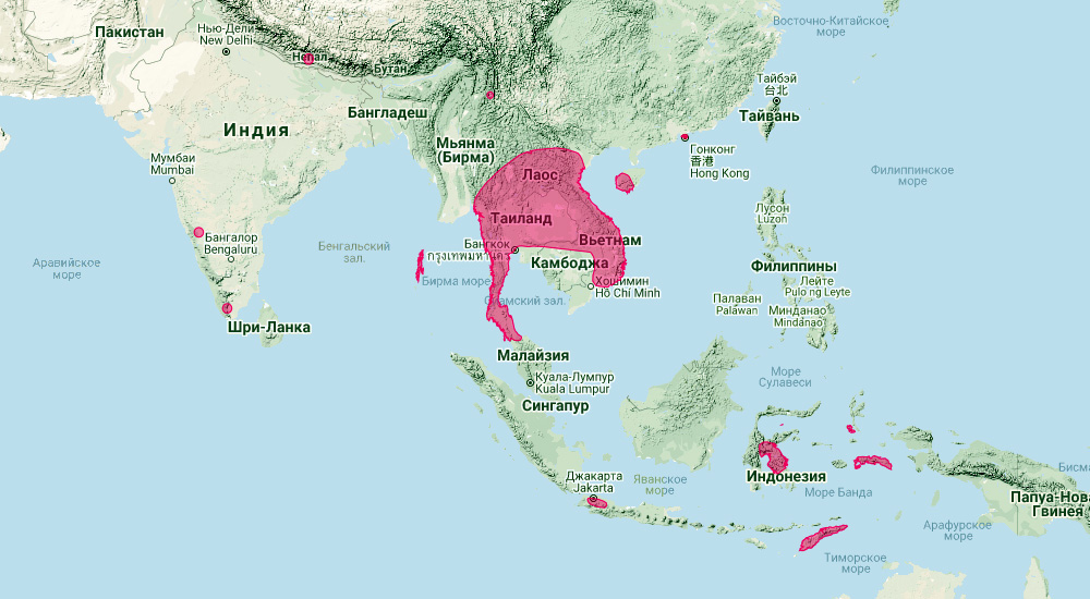 Никобарский длиннокрыл (Miniopterus pusillus) Ареал обитания на карте