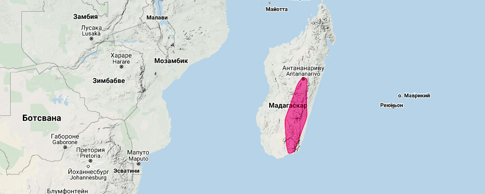 Sororcula Long-Fingered Bat (Miniopterus sororculus) Ареал обитания на карте