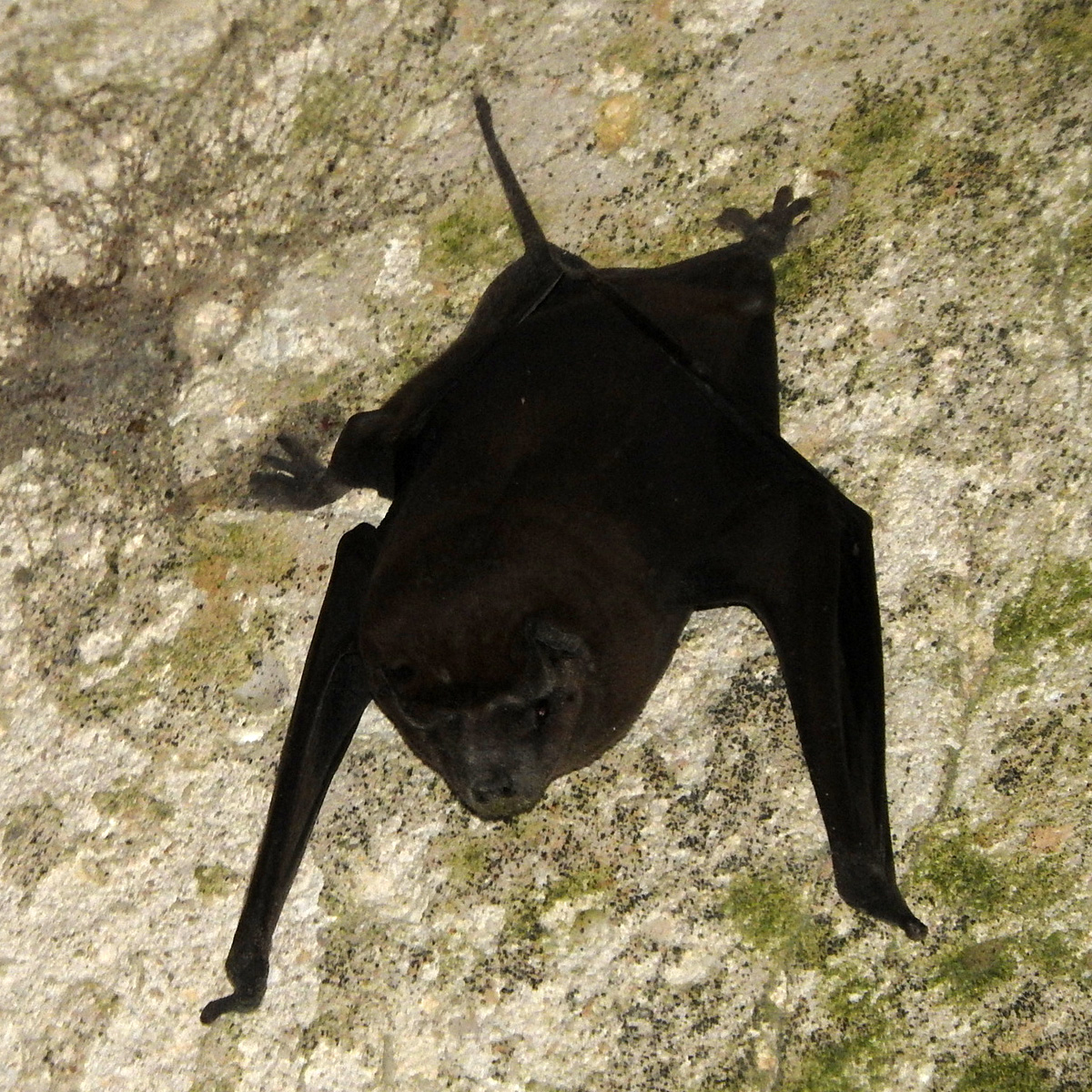 Alvarez's Mastiff Bat (Molossus alvarezi) Фото №2