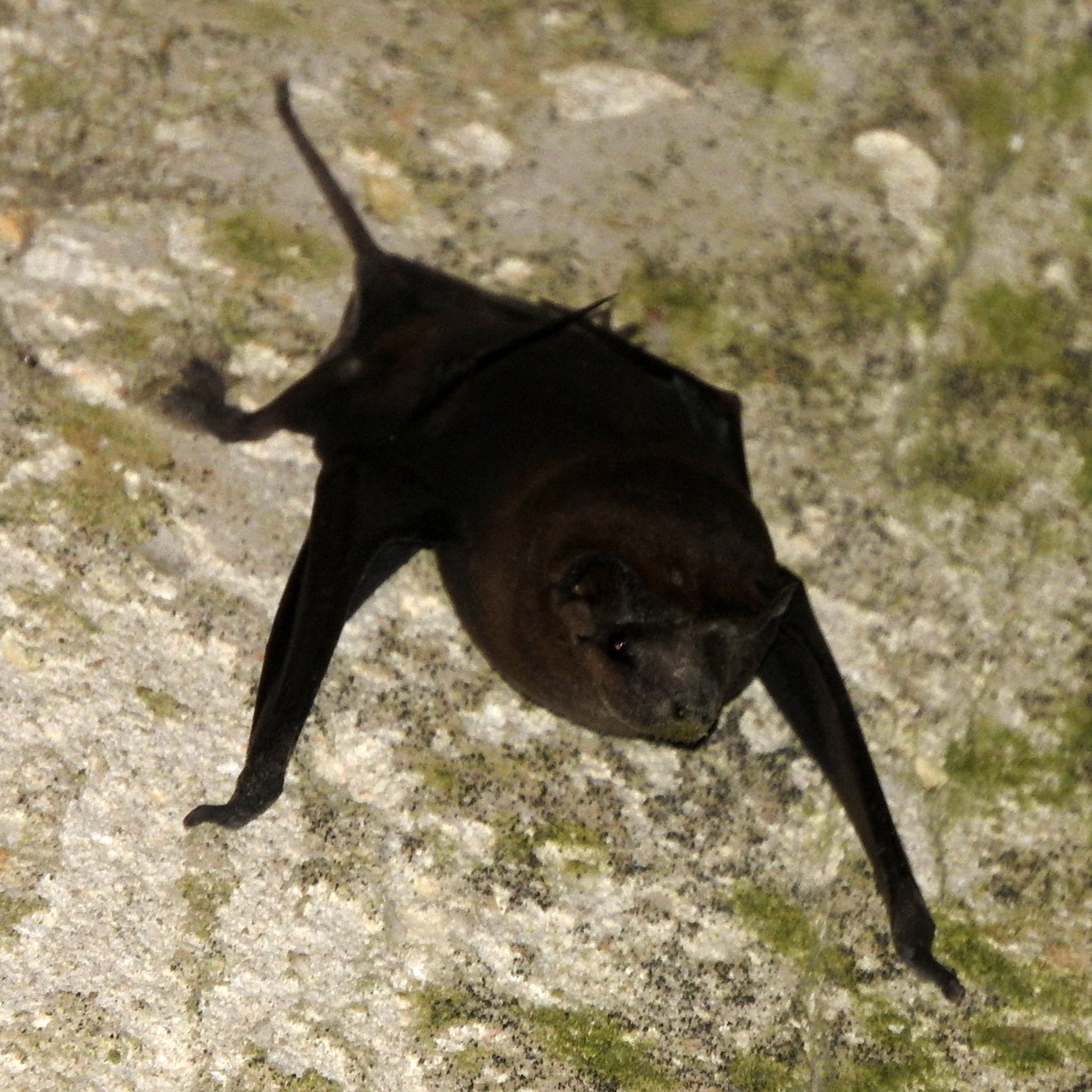 Alvarez's Mastiff Bat (Molossus alvarezi) Фото №3
