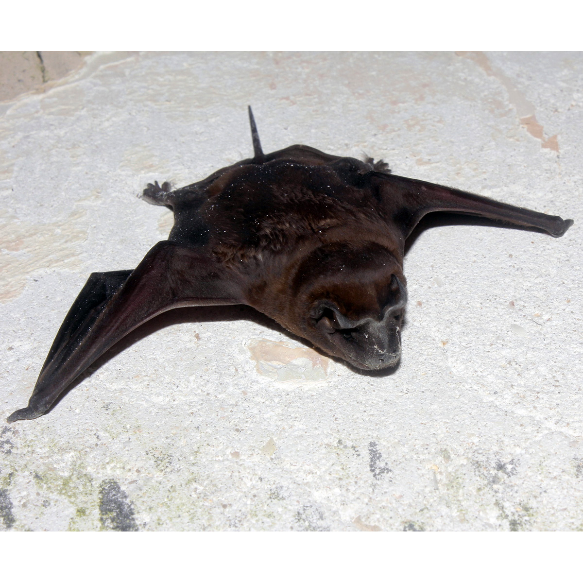 Alvarez's Mastiff Bat (Molossus alvarezi) Фото №5