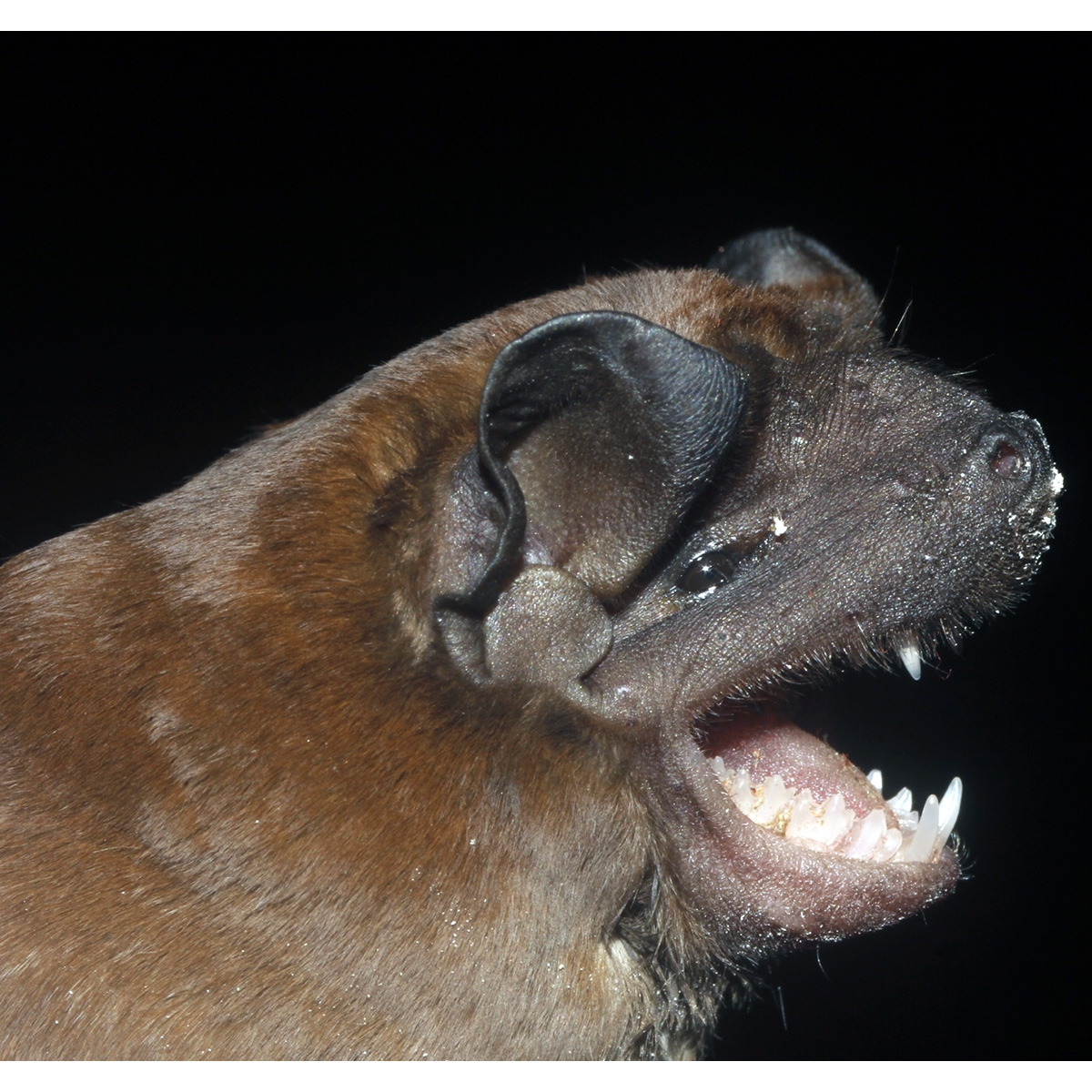 Alvarez's Mastiff Bat (Molossus alvarezi) Фото №8