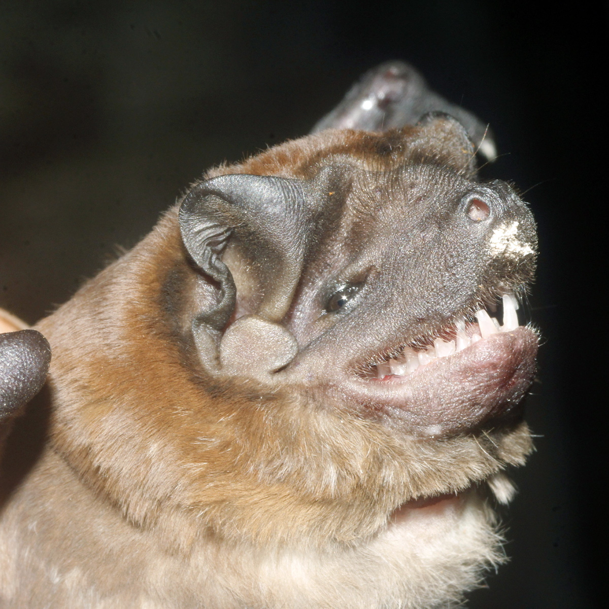 Alvarez's Mastiff Bat (Molossus alvarezi) Фото №9