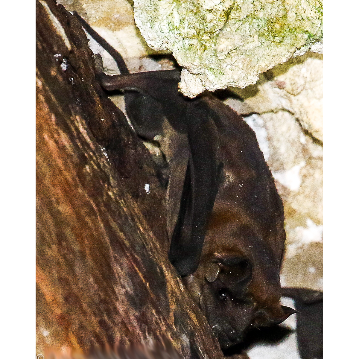 Alvarez's Mastiff Bat (Molossus alvarezi) Фото №1