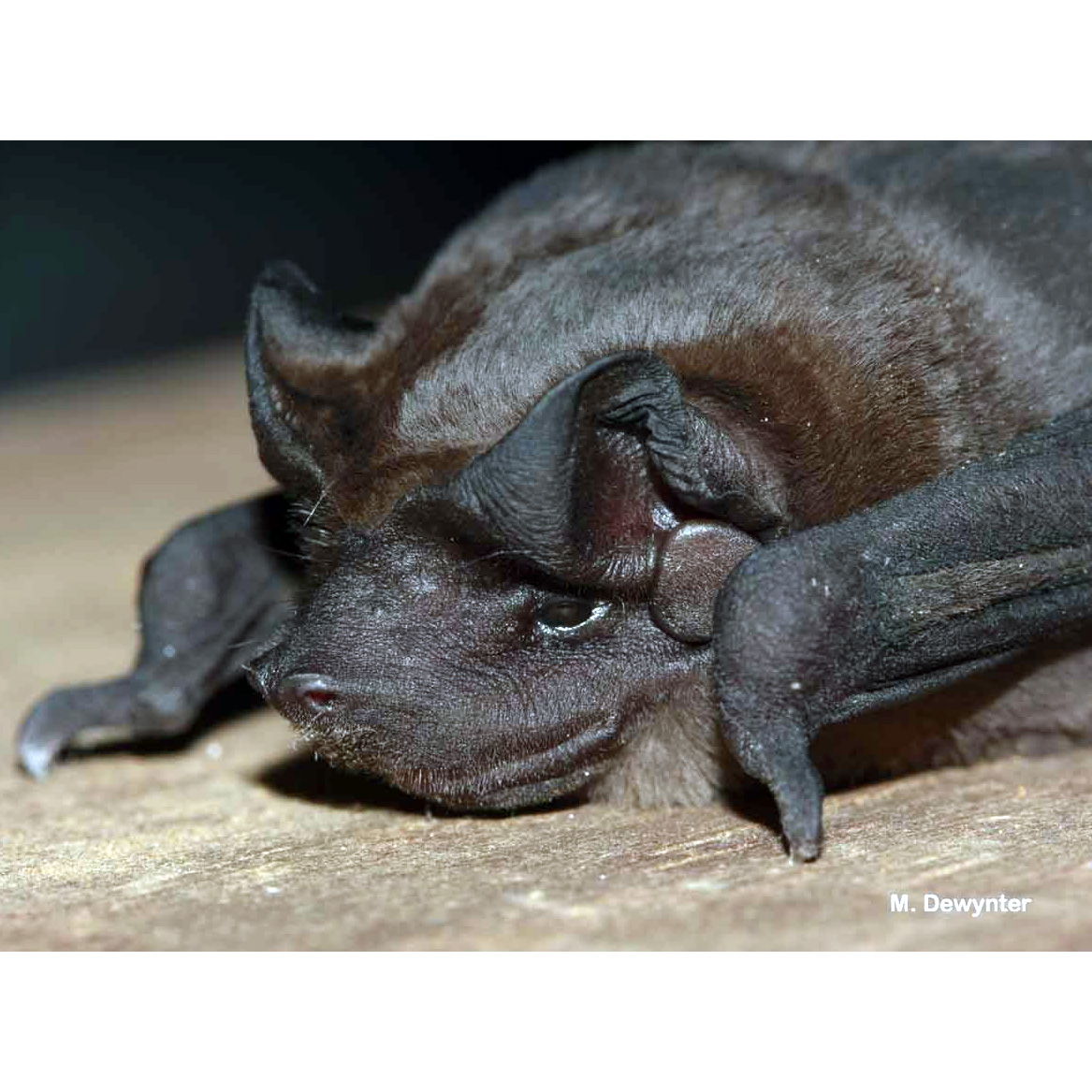 Barnes's Mastiff Bat (Molossus barnesi) Фото №2