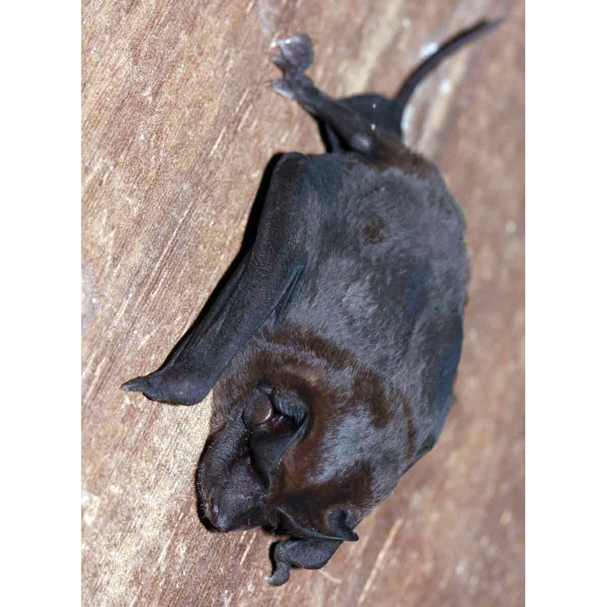 Barnes's Mastiff Bat (Molossus barnesi) Фото №1