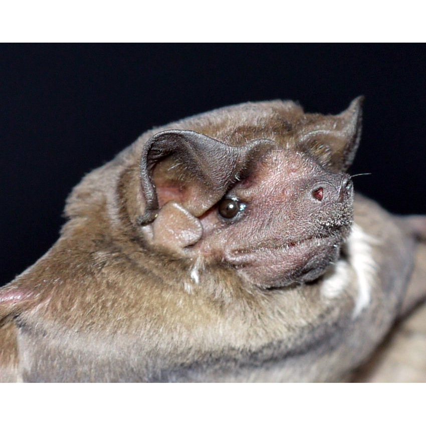 Coiban Mastiff Bat (Molossus coibensis) Фото №2