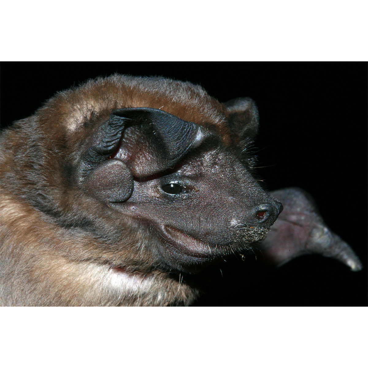 Coiban Mastiff Bat (Molossus coibensis) Фото №3