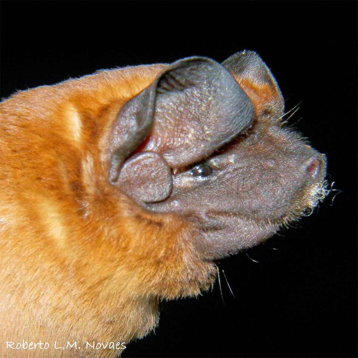 Coiban Mastiff Bat (Molossus coibensis) Фото №4